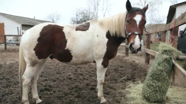 Horse eats hay in a pen. Horse eats hay. Three-colored horse eating hay on the street. The cloudy day and the horse is eating hay. A horse stands in the corral. — Stock Video