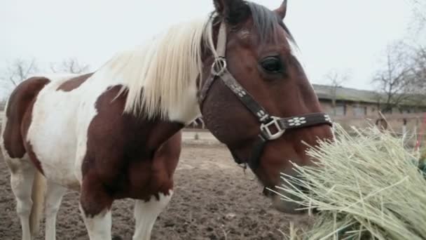 Le cheval mange du foin dans un enclos. Le cheval mange du foin. Cheval de trois couleurs mangeant du foin dans la rue. La journée nuageuse et le cheval mangent du foin. Un cheval se tient dans le corral . 