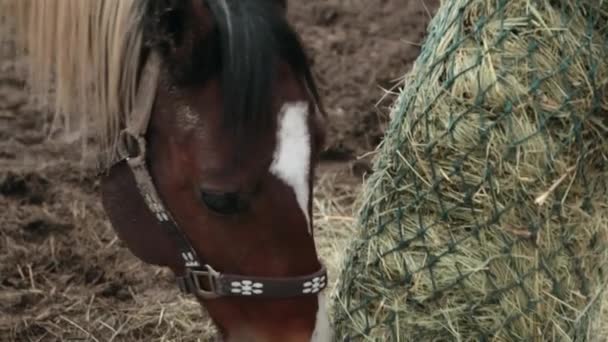 Le cheval mange du foin dans un enclos. Le cheval mange du foin. Cheval de trois couleurs mangeant du foin dans la rue. La journée nuageuse et le cheval mangent du foin. Un cheval se tient dans le corral . — Video