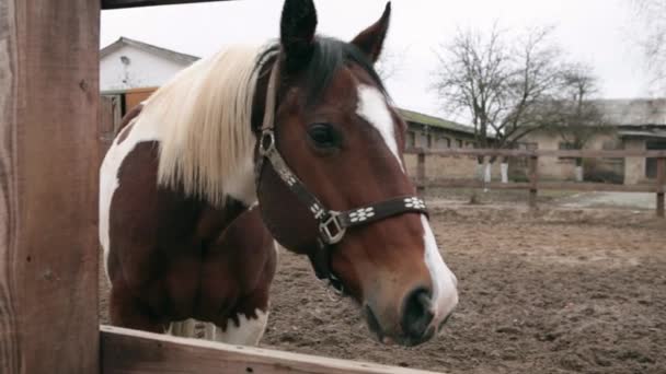 Koń je siano w pióra. Koń żywi się sianem. Trzy kolorowe konia jedzenie siana na ulicy. Pochmurny dzień i koń jest jedzenie siana. Koń stoi w corral. — Wideo stockowe