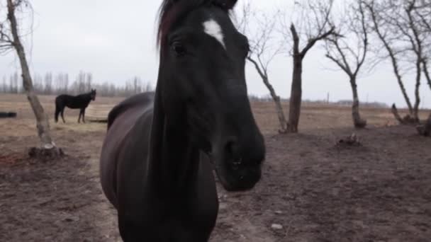 Кінь жує траву на лузі. Чорний кінь їсть з відра їжі. Осінь, похмурий день, коні їдять на пасовищі . — стокове відео