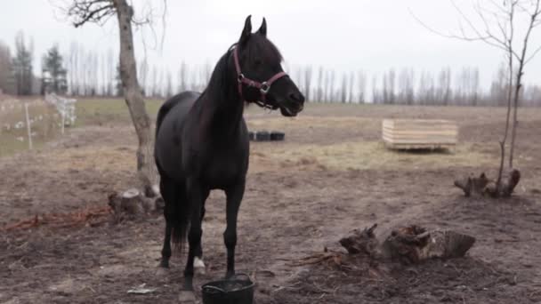 At bir çayır çim çiğniyor. Siyah bir at bir kova gıda yiyor. Sonbahar, bulutlu gün atları otlatma yerde yemek.. — Stok video