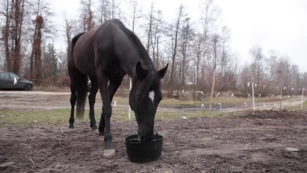 At bir çayır çim çiğniyor. Siyah bir at bir kova gıda yiyor. Sonbahar, bulutlu gün atları otlatma yerde yemek.. — Stok video