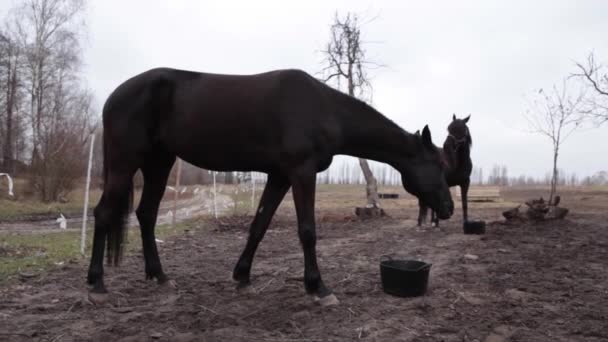 Paard kauwt gras in een weide. Een zwart paard eet van een emmer van voedsel. Herfst, bewolkte dag, de paarden op de grazende grond eten. — Stockvideo