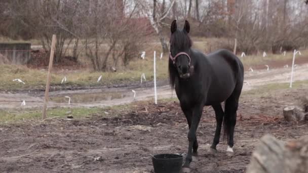 El caballo mastica hierba en un prado. Un caballo negro come de un cubo de comida. Otoño, día nublado, los caballos comen en el suelo de pastoreo . — Vídeos de Stock