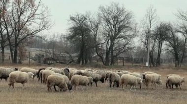 Geç sonbaharda koyun sürüsü. Koyun mera otlatmak. Çayır koyun sürüsü. Koyun arazide bulutlu sonbahar günü. Bir çayır çim yeme koyun. Koyun besleme. Bir sürü koyun.