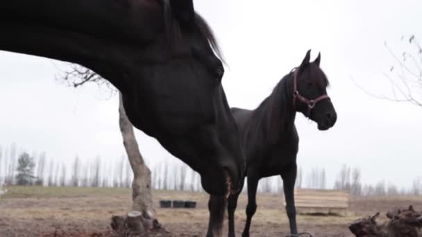 Cavalo mastiga grama em um prado. Um cavalo preto come de um balde de comida. Outono, dia nublado, os cavalos comem no pasto . — Vídeo de Stock