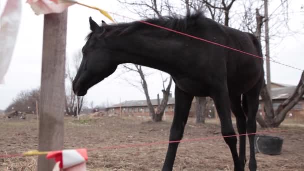 Cheval mâche de l'herbe dans une prairie. Un cheval noir mange dans un seau de nourriture. Automne, journée nuageuse, les chevaux mangent sur le pâturage . — Video