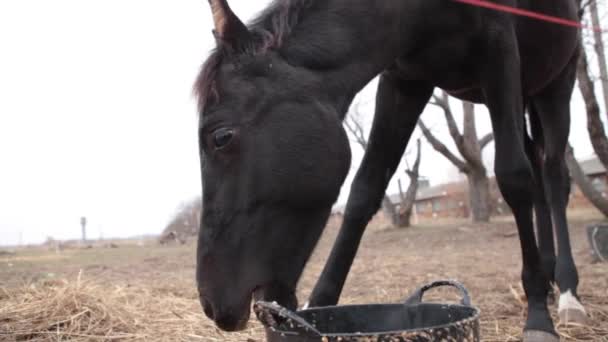 Koně žvýká trávu na louce. Černý kůň žere z kbelíku potravin. Podzim, zamračený den, koně jíst na pastevní půdě. — Stock video