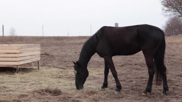 Koně žvýká trávu na louce. Černý kůň žere z kbelíku potravin. Podzim, zamračený den, koně jíst na pastevní půdě. — Stock video