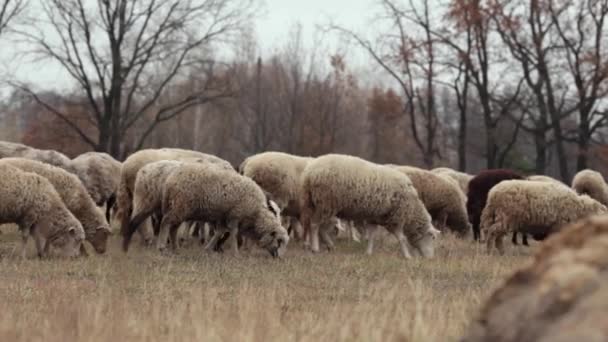 Um rebanho de ovelhas no final do outono. Ovelhas pastam no pasto. Um bando de ovelhas no prado. Ovelhas no pasto, dia de outono nublado. Ovelhas comendo grama em um prado. Alimentando ovelhas. Um monte de ovelhas em . — Vídeo de Stock