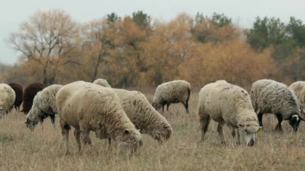 Egy nyáj juh a késő ősszel. Juhok legelnek a legelőn. Nyáj birka a réten. Birka-legelő, Borús őszi nap. Juhok egy réten füvet eszik. Etetésére a juhok. A sok juh. — Stock videók