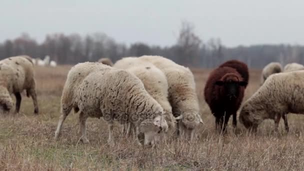 Un troupeau de moutons à la fin de l'automne. Les moutons paissent dans le pâturage. Troupeau de moutons dans la prairie. Moutons dans le pâturage, journée d'automne nuageuse. Des moutons mangeant de l'herbe dans une prairie. Nourrir les moutons. Beaucoup de moutons dans . — Video