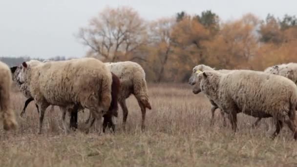 Un troupeau de moutons à la fin de l'automne. Les moutons paissent dans le pâturage. Troupeau de moutons dans la prairie. Moutons dans le pâturage, journée d'automne nuageuse. Des moutons mangeant de l'herbe dans une prairie. Nourrir les moutons. Beaucoup de moutons dans . — Video