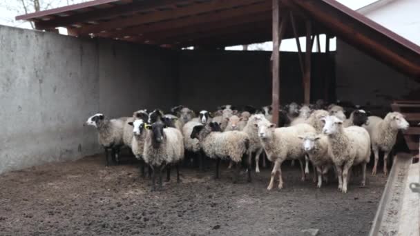 Un troupeau de moutons à la fin de l'automne.Sheep broutent dans le pâturage. Troupeau de moutons dans la prairie. Moutons dans le pâturage, journée d'automne nuageuse. Des moutons mangeant de l'herbe dans une prairie. Nourrir les moutons. Beaucoup de moutons dans . — Video