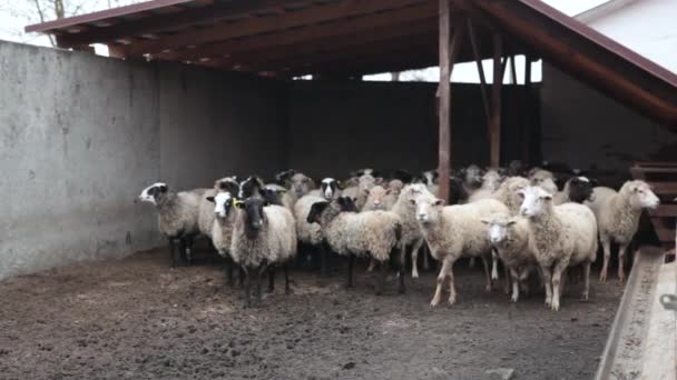 Un rebaño de ovejas a finales del otoño. pastoreo en el pasto. Rebaño de ovejas en el prado. Ovejas en el pasto, día nublado de otoño. Ovejas comiendo hierba en un prado. Alimentar ovejas. Un montón de ovejas en . — Vídeos de Stock