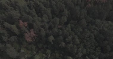 Hava: orman peyzaj Göl Manzaralı.