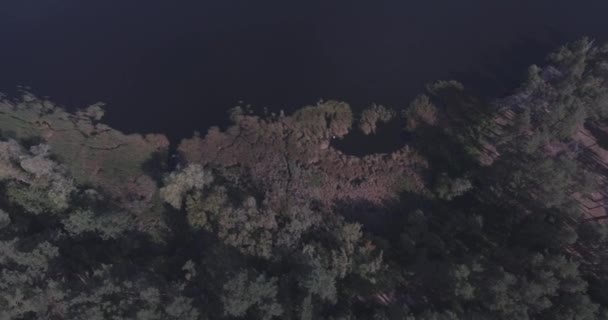 Anténa: lesní krajina s výhledem na jezero. podzimní období za slunečného dne se mraky. krásný les u jezera, druh vysoké. zelené stromy stojí ve vodě. lesní krajina. Ukrajina. — Stock video