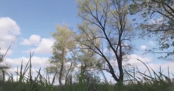 Time Lapse. paisaje del bosque, árbol amarillo contra un cielo azul y nubes blancas . — Vídeos de Stock