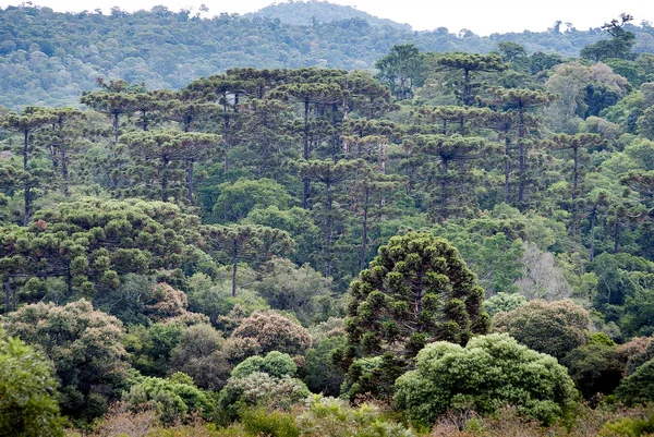 Araucaria bossen in de bergen Rechtenvrije Stockafbeeldingen