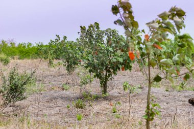 Atlantik Yağmur Ormanları Restorasyon Ekolojisi