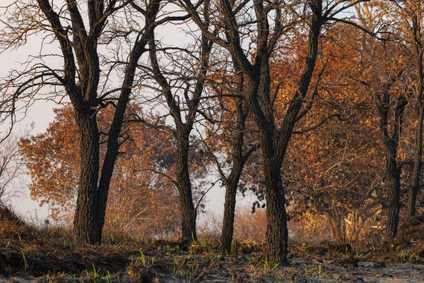 Alberi bruciati dopo l'incendio — Foto Stock