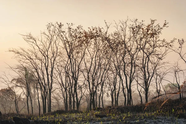 Arbres brûlés après le feu Photos De Stock Libres De Droits