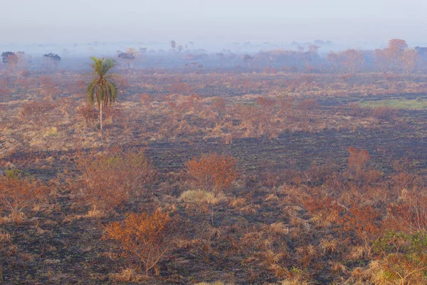 Landskap bränt efter skogsbrand i Ivinhemafloden Flodslätter State Park, Mato Grosso do Sul, Mellanvästern av Brasilien Stockbild