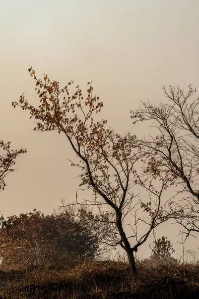 Árvores queimadas após o fogo — Fotografia de Stock
