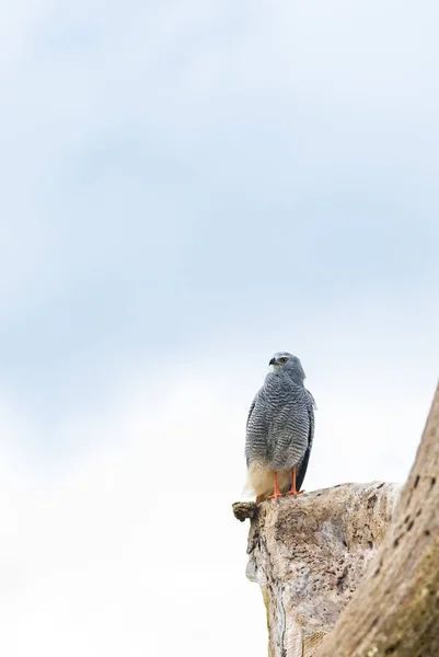 Gray Fodrad Hawk Uppflugen Den Döda Trädstammen Tittar Byten — Stockfoto