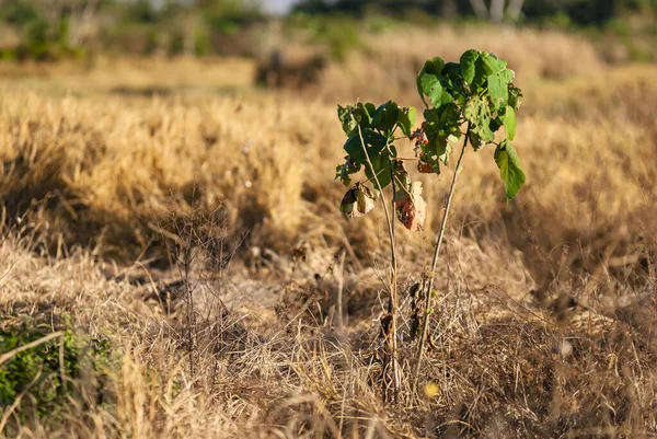 Кротон Урукуранский Саженец Euphorbiaceae Посаженный Восстановления Лесов Среднем Западе Бразилии — стоковое фото