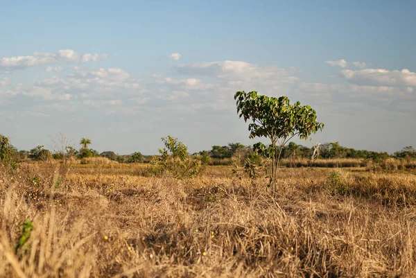 巴西中西部为恢复森林而种植的熊掌树苗 幼树科 — 图库照片