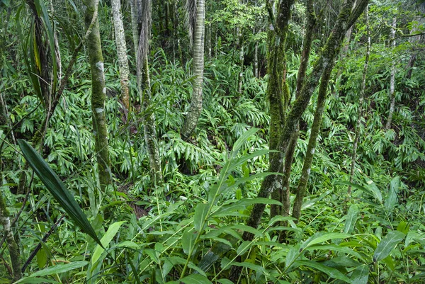 Blick Ins Landesinnere Auf Dichten Tropenwald Mit Baumstämmen Und Laub — Stockfoto