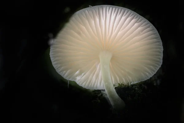 Fim Cogumelo Transparente Luz Fundo Floresta Escura Sul Brasil Stockfoto