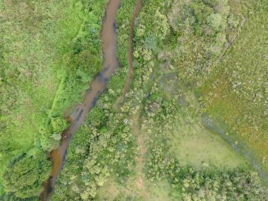Güney Brezilya 'da yeşil ağaçlı ve dereli tropikal ormanın en üst manzarası.