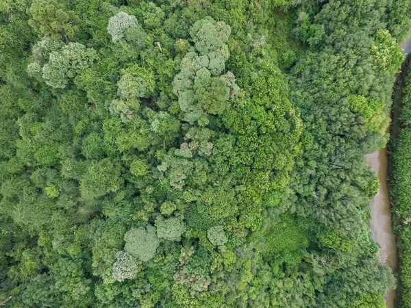 Widok Góry Lasów Tropikalnych Zielonymi Drzewami Strumieniem Południowej Brazylii — Zdjęcie stockowe