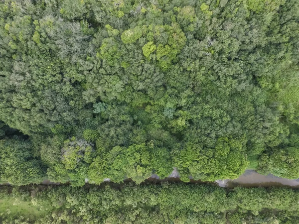 Vista Dall Alto Della Foresta Tropicale Con Alberi Verdi Ruscello — Foto Stock