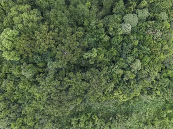 Vista Superior Floresta Tropical Com Árvores Verdes Sul Brasil — Fotografia de Stock