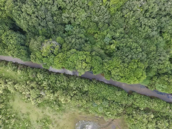 Vista Dall Alto Della Foresta Tropicale Con Alberi Verdi Ruscello — Foto Stock