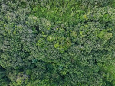 Güney Brezilya 'da yeşil ağaçlı tropikal ormanın en üst manzarası.