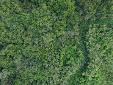 Güney Brezilya 'da yeşil ağaçlı ve dereli tropikal ormanın en üst manzarası.