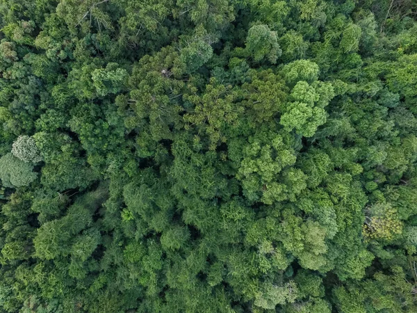 Güney Brezilya Yeşil Ağaçlı Tropikal Ormanın Üst Manzarası — Stok fotoğraf