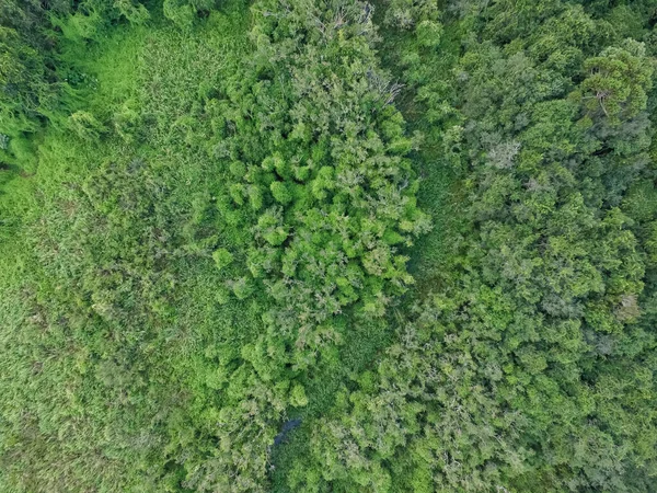 Vista Dall Alto Della Foresta Tropicale Con Alberi Verdi Ruscello — Foto Stock