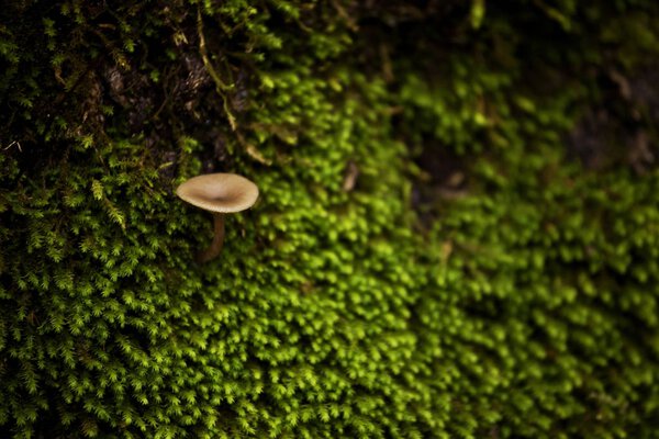 Mushroom and moss in forest