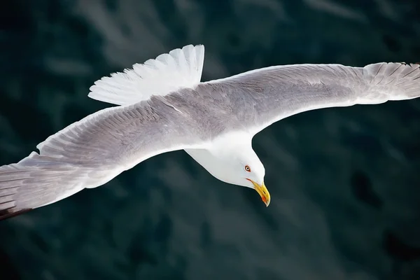 Seagul πετώντας πάνω από την θάλασσα — Φωτογραφία Αρχείου