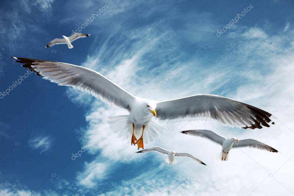 Seagulls flying in blue sky.