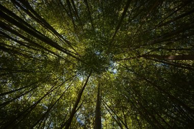 Kron gökyüzüne karşı bambu ağaçlarının.