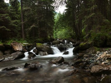Ormandaki dağ nehri