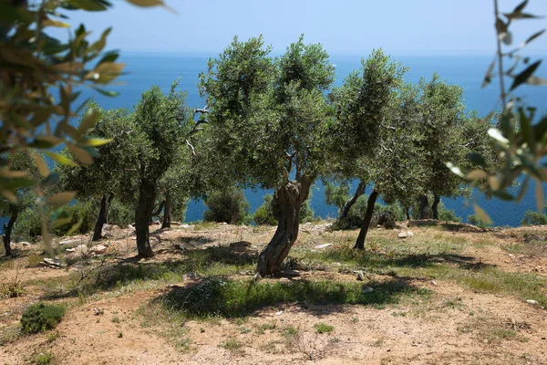 Olive trees hill in Greece, Thassos