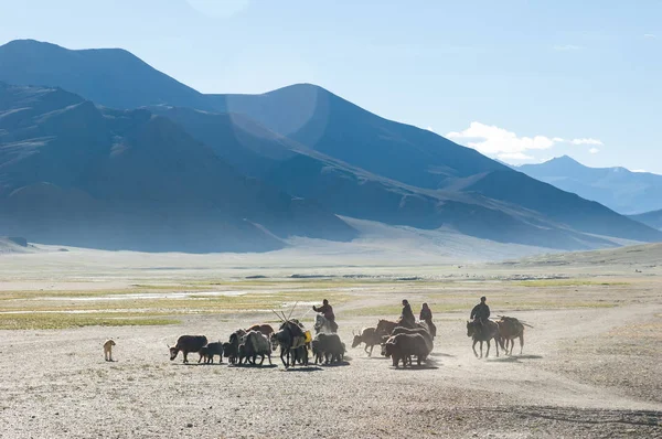 Tibet göçebelerin hourses ve yaks ile seyahat — Stok fotoğraf